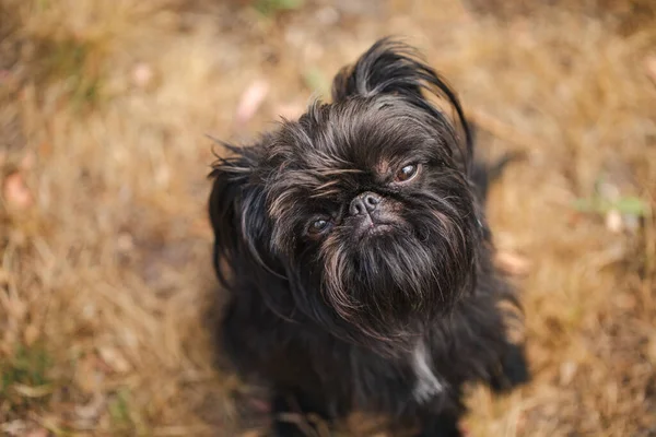 秋の森の犬 — ストック写真