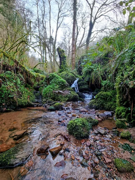 Vacker Utsikt Över Skogen — Stockfoto