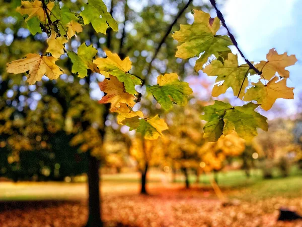 Herbstlaub Park — Stockfoto