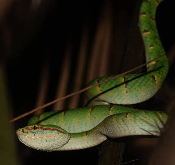 Perto Uma Cobra Verde — Fotografia de Stock