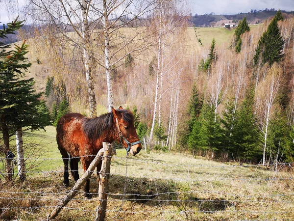 Pferd Wald — Stockfoto