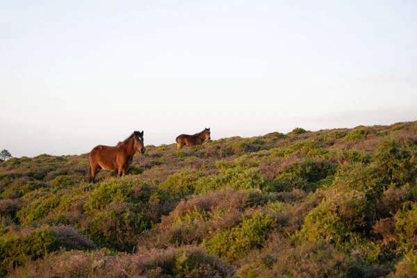 Schöne Pferde Den Bergen — Stockfoto