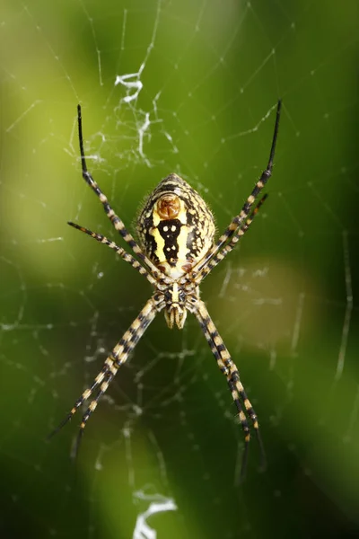Spider Web Dengan Embun Tetes — Stok Foto