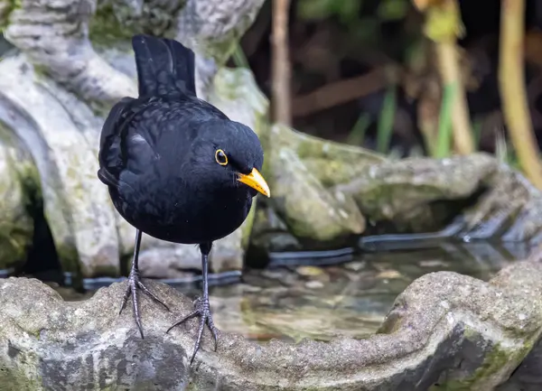 Een Close Shot Van Een Zwart Wit Eend — Stockfoto