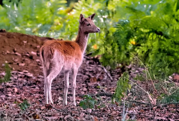 Jeunes Cerfs Dans Forêt — Photo