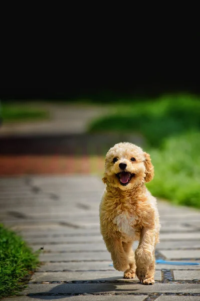 Dog Park — Stock Photo, Image