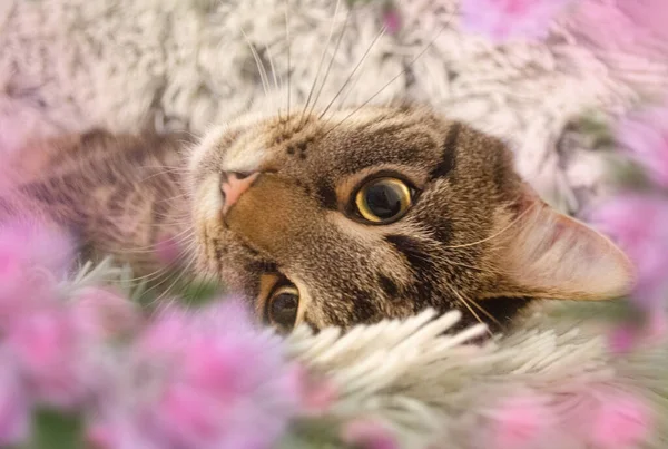 Vista Gato Bonito — Fotografia de Stock