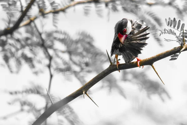 Zwart Wit Foto Van Een Vogel — Stockfoto