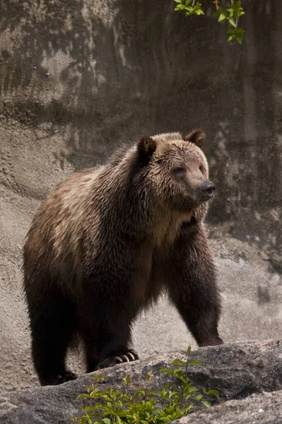 Braunbär Wald — Stockfoto