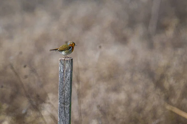 Ein Vogel Auf Einem Ast Eines Baumes — Stockfoto