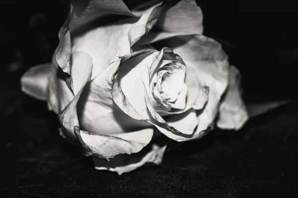 Foto Bianco Nero Una Bella Donna Con Mazzo Rose — Foto Stock