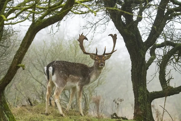 Beau Cerf Dans Forêt — Photo