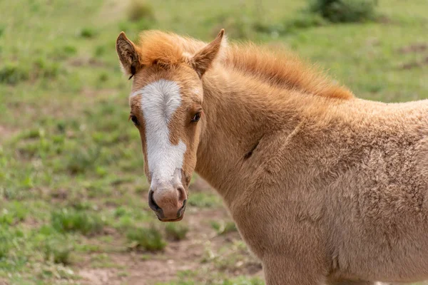 Caballos Campo —  Fotos de Stock