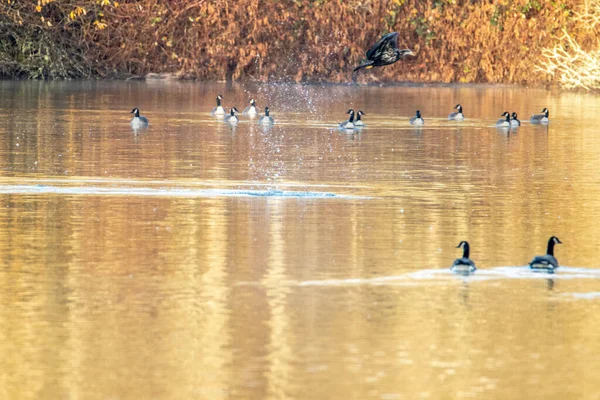 Enten Auf Dem See — Stockfoto