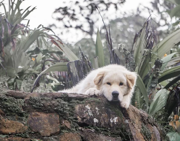 Cane Nel Parco — Foto Stock