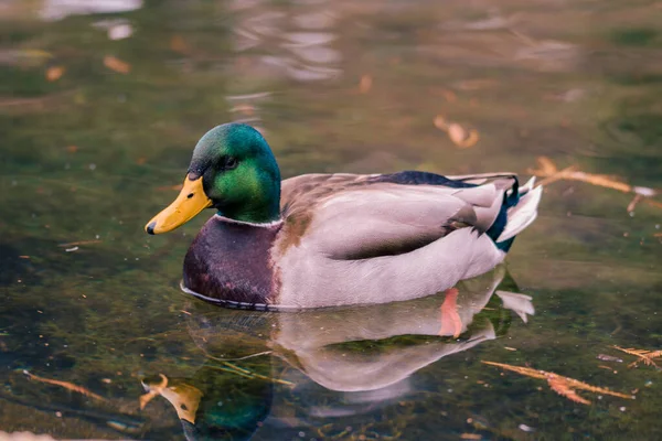 Canard Dans Eau — Photo