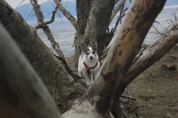 森の中の可愛い犬 — ストック写真