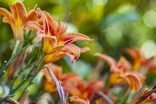 Gyönyörű Sárga Liliom Virágok Zöld Levelek Kertben — Stock Fotó