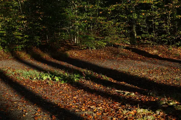 Krásný Podzimní Les Stromy Listy — Stock fotografie