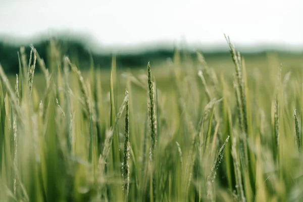 Зеленое Пшеничное Поле Утром — стоковое фото