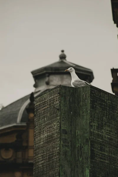 Mouette Sur Toit Église — Photo