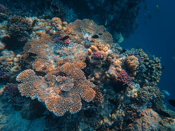 Кораловий Риф Червоному Морі Єгипет — стокове фото