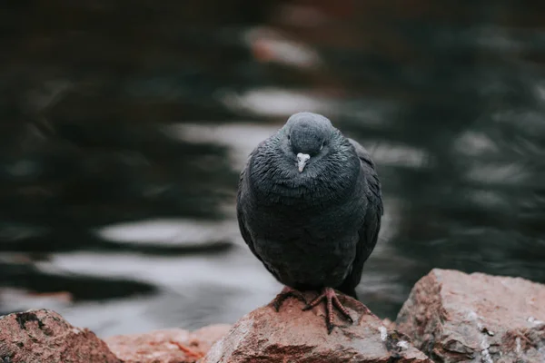 Nahaufnahme Einer Taube Die Auf Einem Felsen Sitzt — Stockfoto