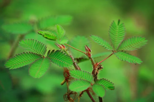 Zielone Liście Lesie Tle Natury — Zdjęcie stockowe