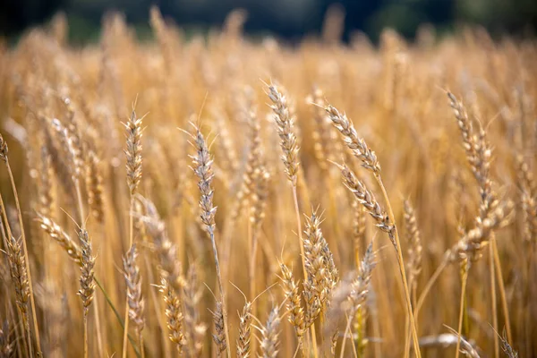 Goudkorenveld Zomer — Stockfoto