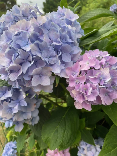 Hermosas Flores Que Crecen Jardín —  Fotos de Stock