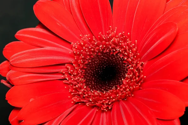 Красивый Красный Цветок Герберы Крупным Планом — стоковое фото
