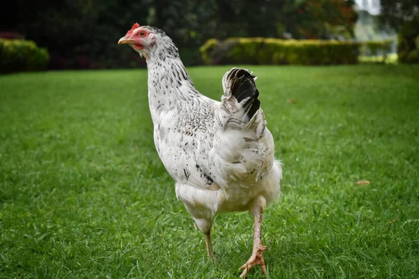 Λευκό Κοτόπουλο Στο Γρασίδι — Φωτογραφία Αρχείου