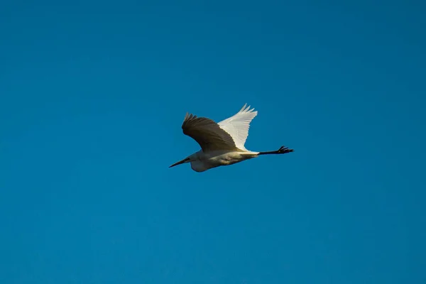 Gökyüzünde Uçan Güzel Kuş — Stok fotoğraf