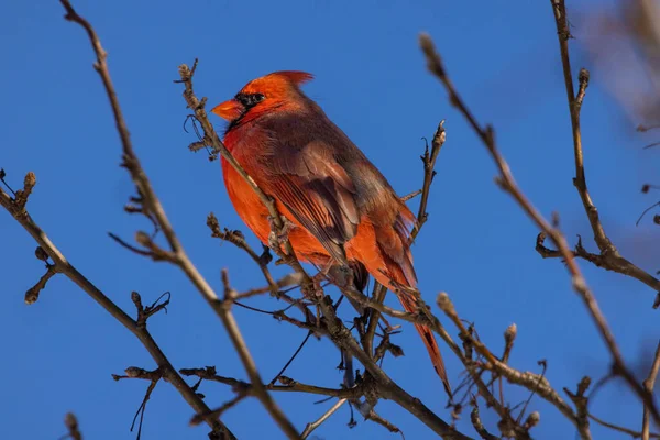 Red Breasted Bird Branch — Stock Photo, Image