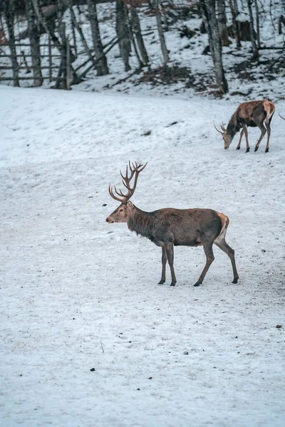 Bellissimo Cervo Nella Foresta — Foto Stock