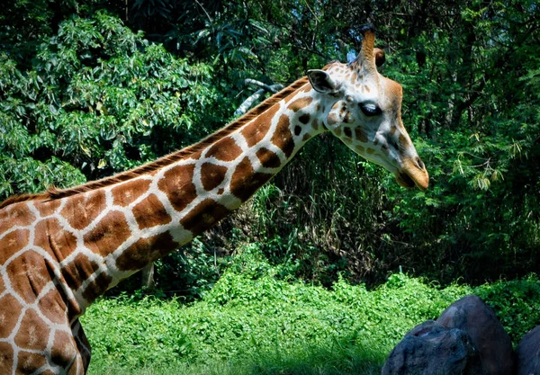 Girafe Dans Zoo — Photo