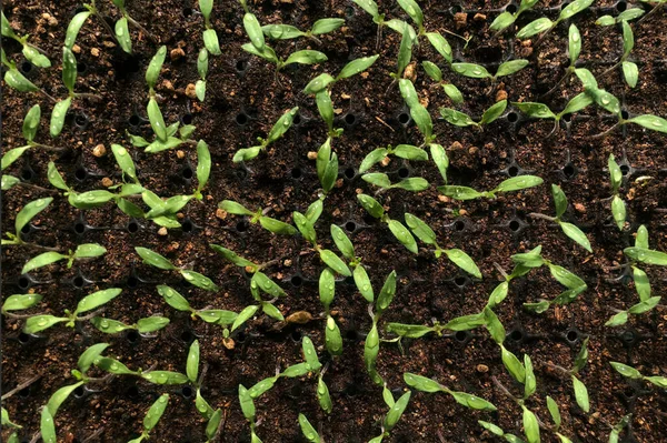 Planta Verde Que Crece Suelo —  Fotos de Stock