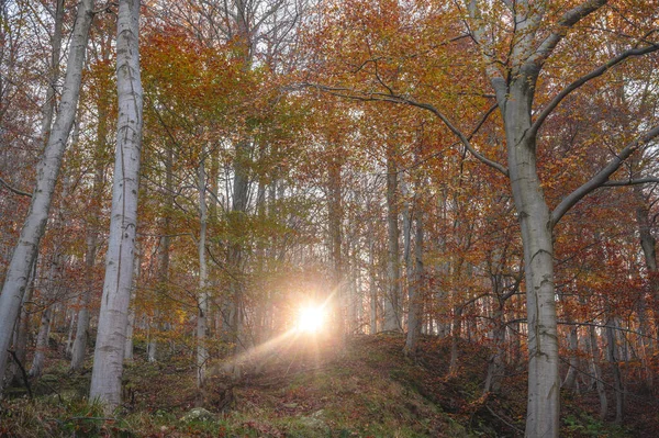 Bosque Otoñal Con Árboles Hojas — Foto de Stock