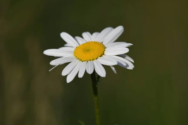 Λευκό Λουλούδι Μαργαρίτα Στον Κήπο — Φωτογραφία Αρχείου