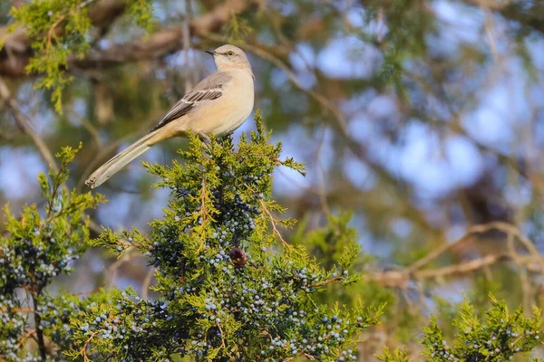 Een Vogel Zit Een Tak Van Een Boom Het Bos — Stockfoto