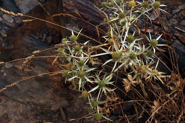 砂漠のサボテンの植物 — ストック写真