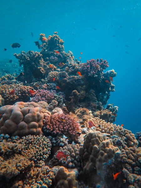 Recifes Coral Mar Vermelho Egito — Fotografia de Stock