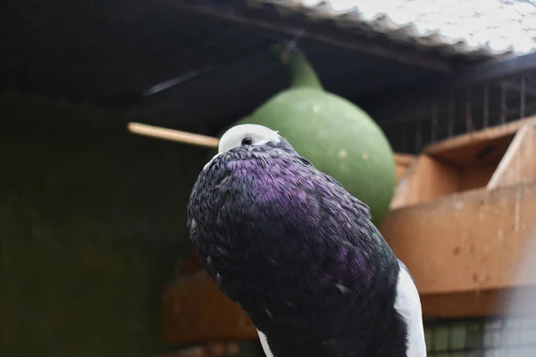 市公園のベンチに鳥が座っています — ストック写真