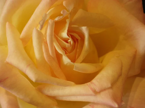Yellow Rose Petals Close — Stock Photo, Image