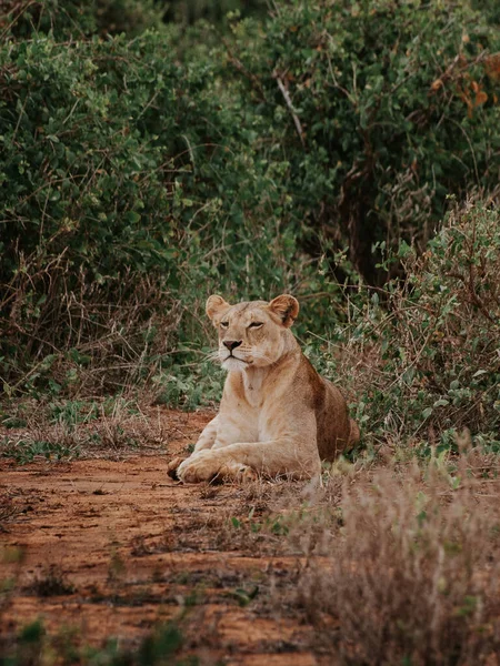 Lionne Dans Herbe Dans Parc National — Photo