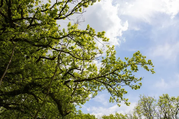 Árbol Verde Bosque — Foto de Stock