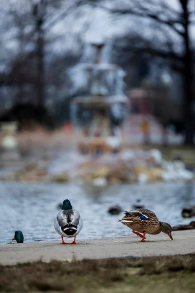 Patos Agua —  Fotos de Stock