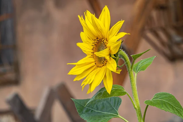 Girasol Jardín —  Fotos de Stock