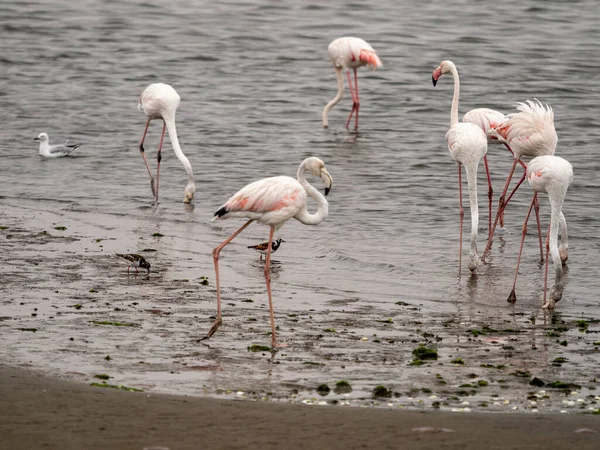 Fenicotteri Rosa Acqua — Foto Stock