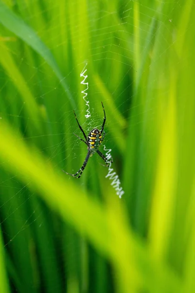 Teia Aranha Fundo Verde — Fotografia de Stock